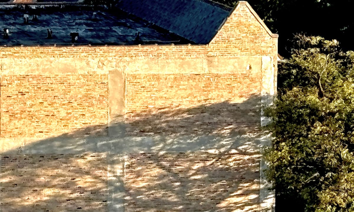 Shadow of tree on building wall
