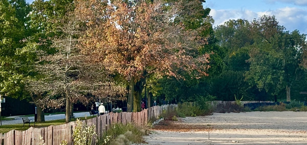 Fall colors at Evanston beach
