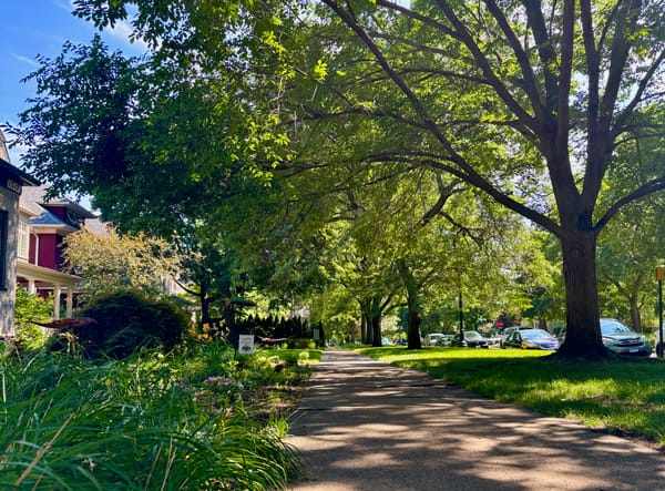 Evanston tree-line street